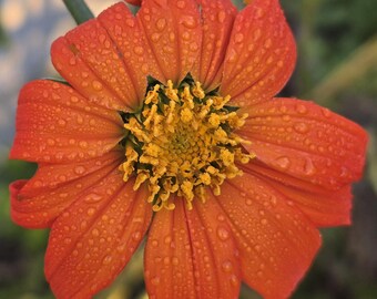 Mexican Sunflower 4.5Ft Seeds, Annual (Seed Packet) 20+ Seeds