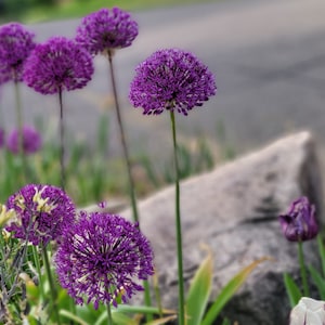 Allium, Giant Purple (10+ Large Seeds), Perennial