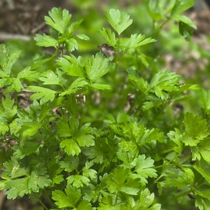 May include: A close-up of a bunch of fresh green parsley leaves.