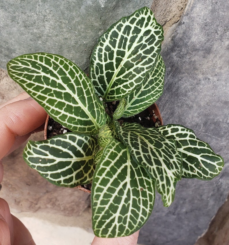 Silver Fittionia. Nerve Plant. One Rooted Starter Plant