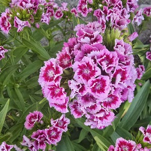 Dianthus, Fuchsia and Bright Pink Rings, Sweet William, Biennial. (40+ Seeds)