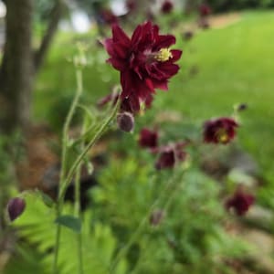 May include: Close-up of a dark red flower with multiple petals and a yellow center. The flower is in focus, with a blurred green background of foliage and other flowers. The image captures the beauty of nature.