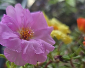 Double Moss Rose Seeds. Mixed Colors Portulaca. Annual (30+ Seeds)