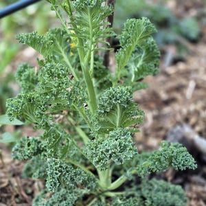May include: A close-up of a vibrant green kale plant with ruffled leaves. The plant is in a garden setting, surrounded by mulch and a wooden stake for support. The leaves have a textured appearance.
