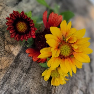 Apricot and Red Blanketflower Mix, Perennial (40+ Seeds)