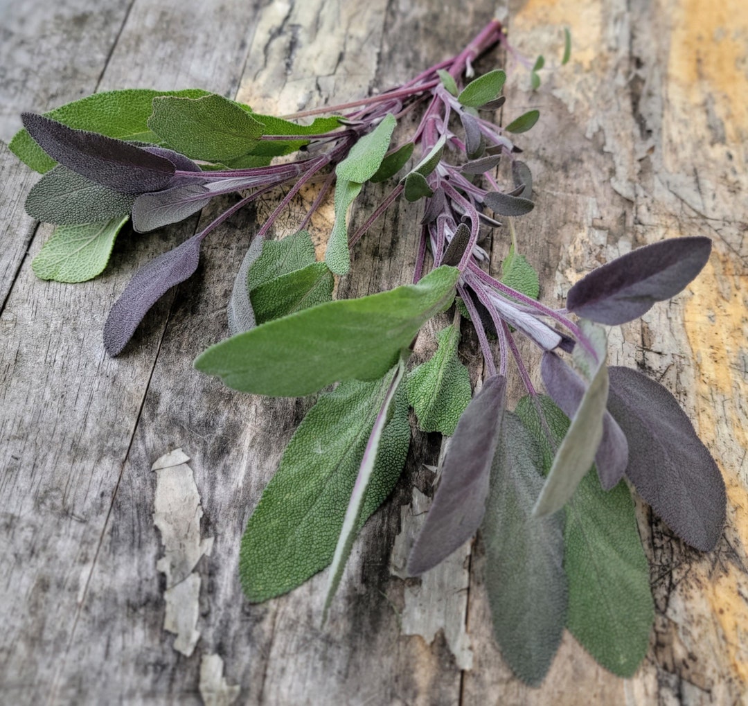 Broadleaf Sage, Perennial Herb (50+ Seeds) - Etsy
