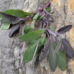 Broadleaf Sage, Perennial Herb (20+ Seeds)