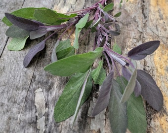 Broadleaf Sage, Perennial Herb