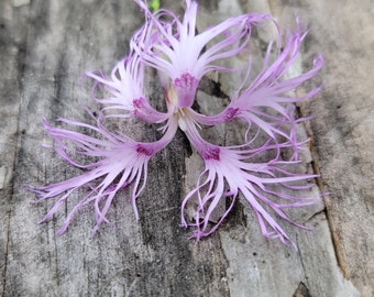 Frilly Dianthus(Spooky/Rainbow Loveliness), Perennial