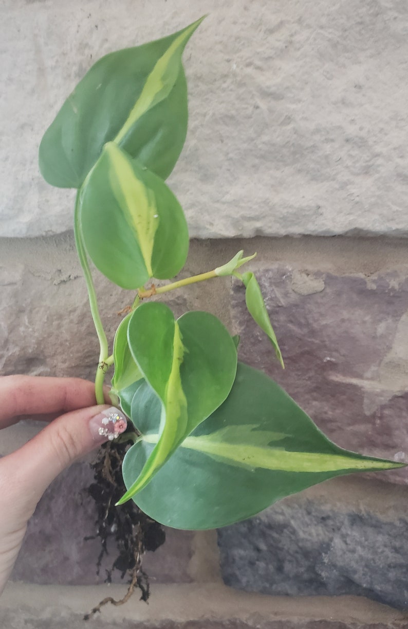 Philodendron Brasil. 5 Lf Rooted Plant