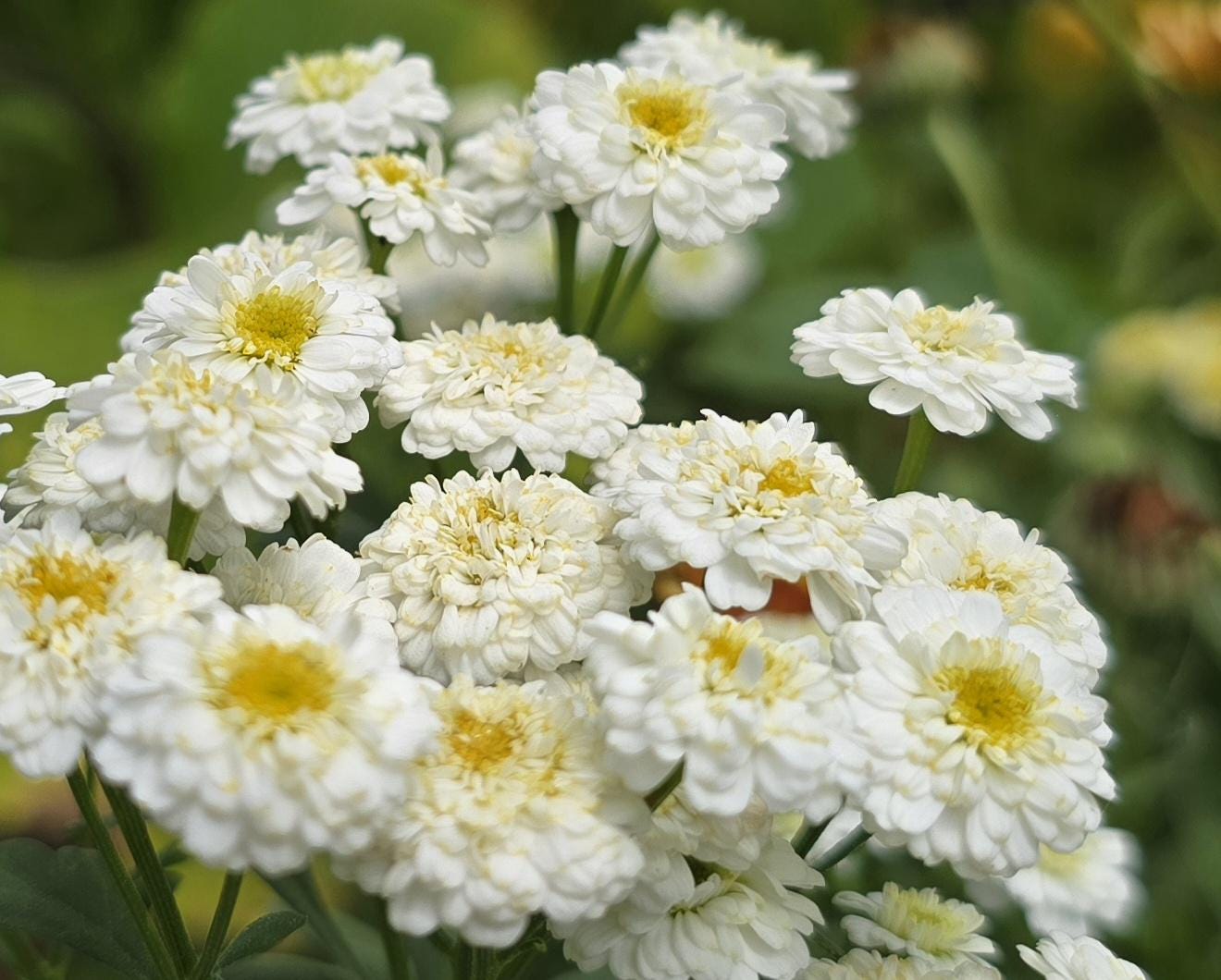 Feverfew Tetra White Wonder (20+ Seeds), Perennial - Etsy