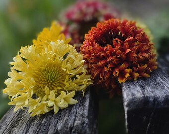 Gaillardia Mix (Sunsets), Annual (35+Seeds)
