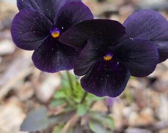 Jet Black Pansies/Violets. Perennial (35+ Seeds)