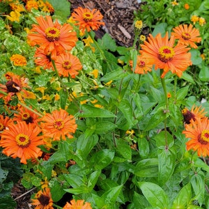 Zinnia (Super Orange), (15+ Seeds) Annual (Seed Packet)