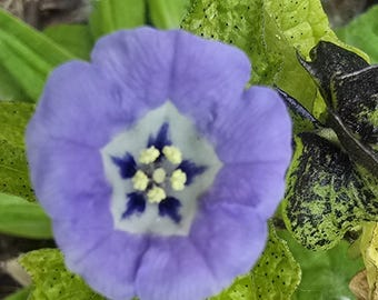 Variegated Shoo Fly Seeds, Annual (20+ Seeds)