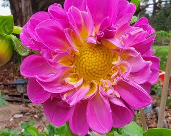 Dichotomy Dahlia, Perennial (10+ Large Seeds)