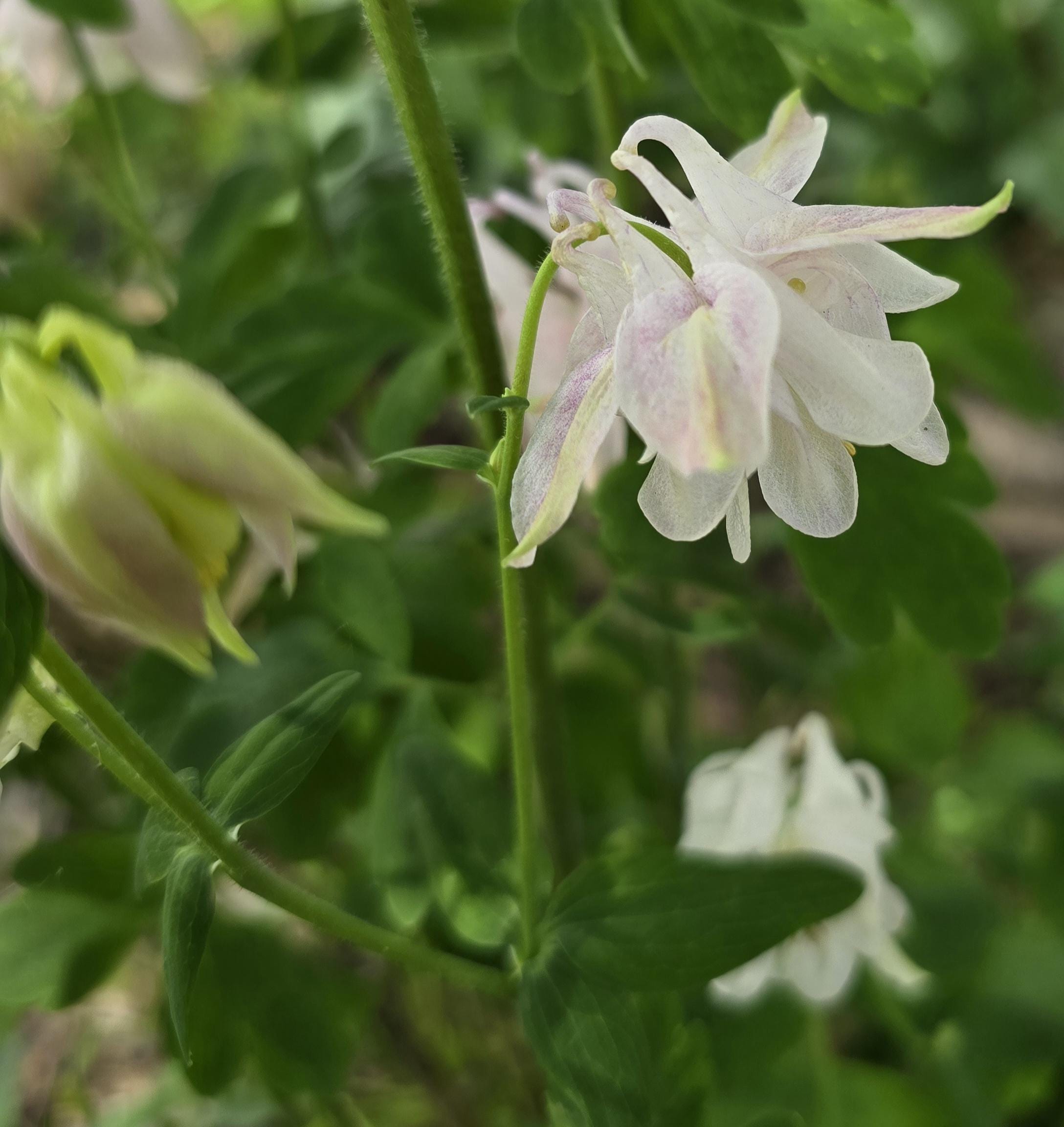 Columbine, Snowflake, Perennial (10+ Seeds)