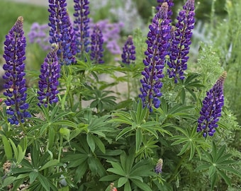 Lupine, Dark Purple, Perennial (15+ Large Seeds)