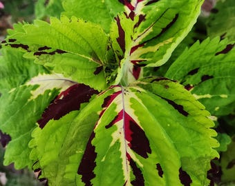 Cool Looking Coleus, Annual (15+ Seeds)