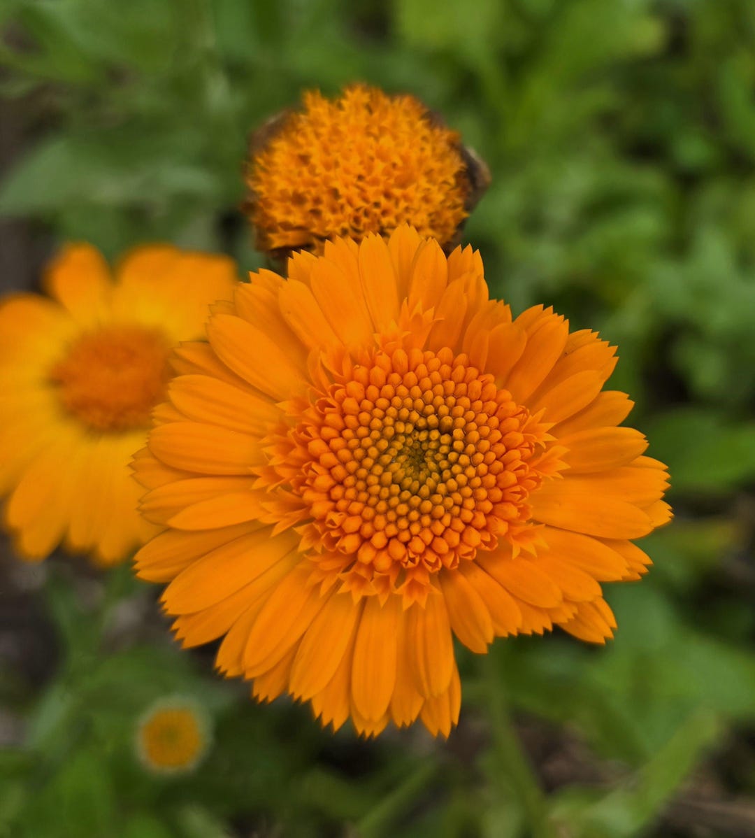 Kinglet Calendula (mix of Orange and Yellow), Annual (20+ Large Seeds ...