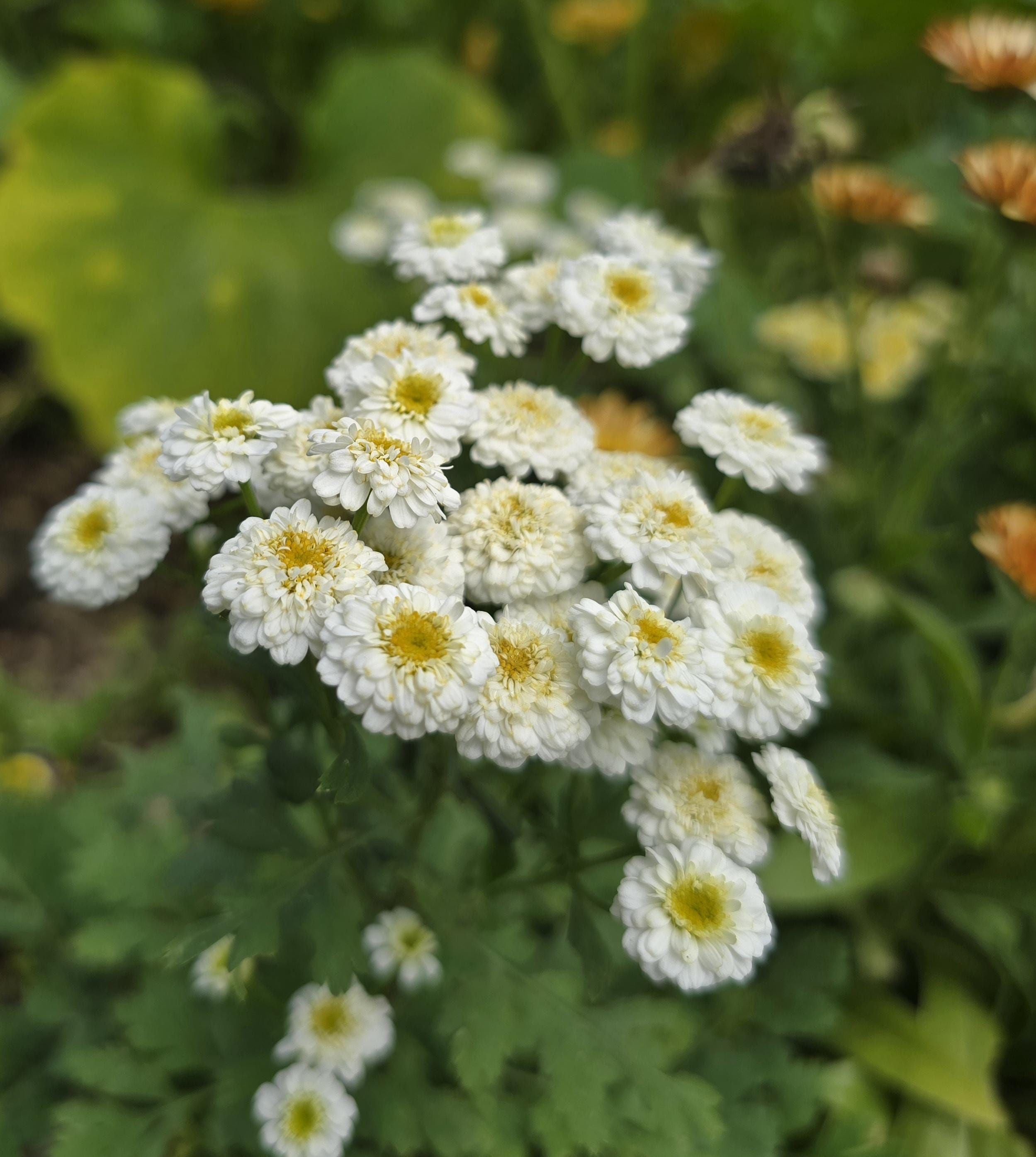 Feverfew Tetra White Wonder (20+ Seeds), Perennial - Etsy