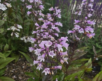 Husker Red Penstemon. 50+ Seeds, Perennial