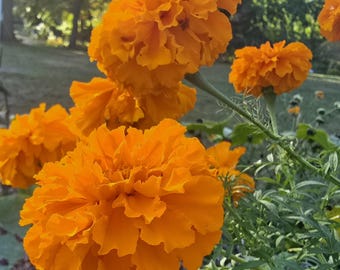 Giant Orange Marigolds 40+ Seeds, Annual