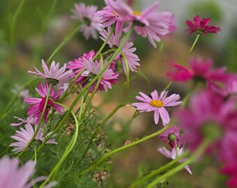 Painted Daisies, Chrysanthemum. 50+ Seeds, Perennial Mix of Two Colors