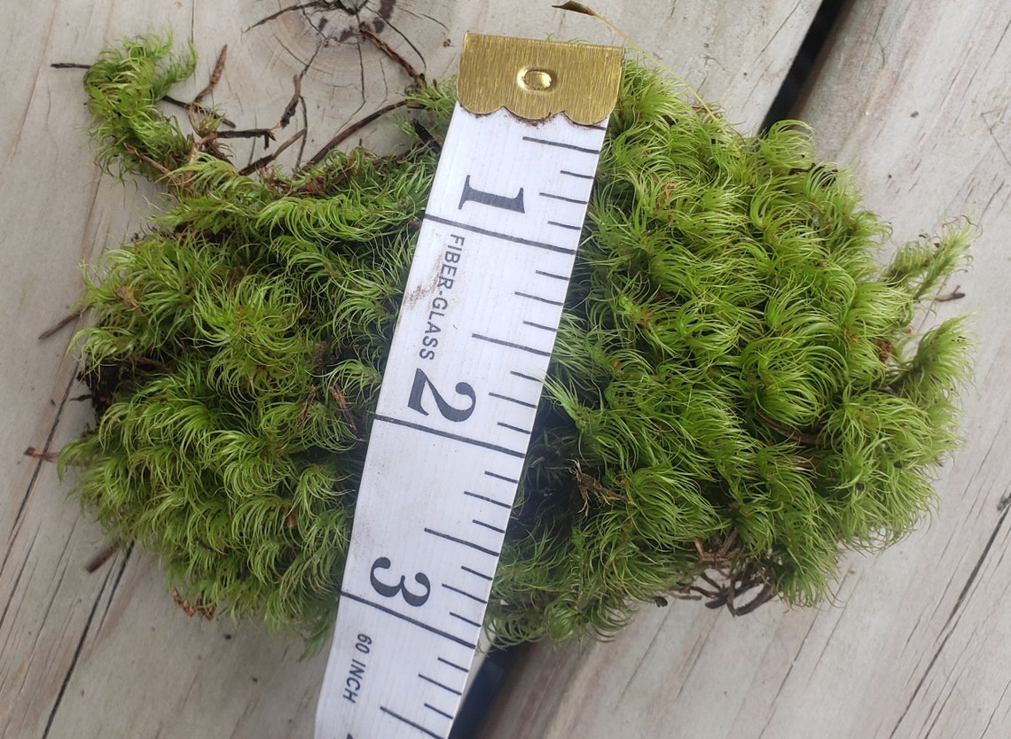 3 x 3 of LIVE Rock Cap Moss. Hardy to Zone 4. Etsy