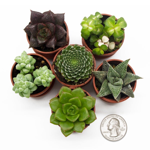 1 » Plantes succulentes miniatures 'Fairy Plants' (pack de 6)