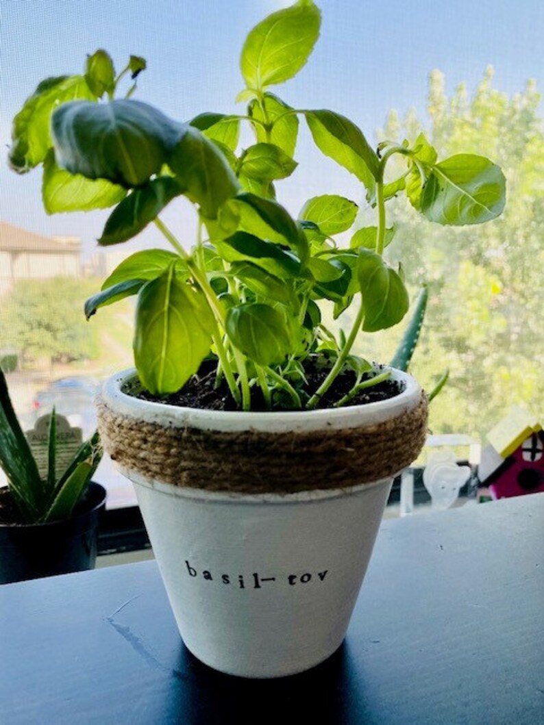 Plant Puns Keriann�s Punny Pots Funny Planters Herb Etsy