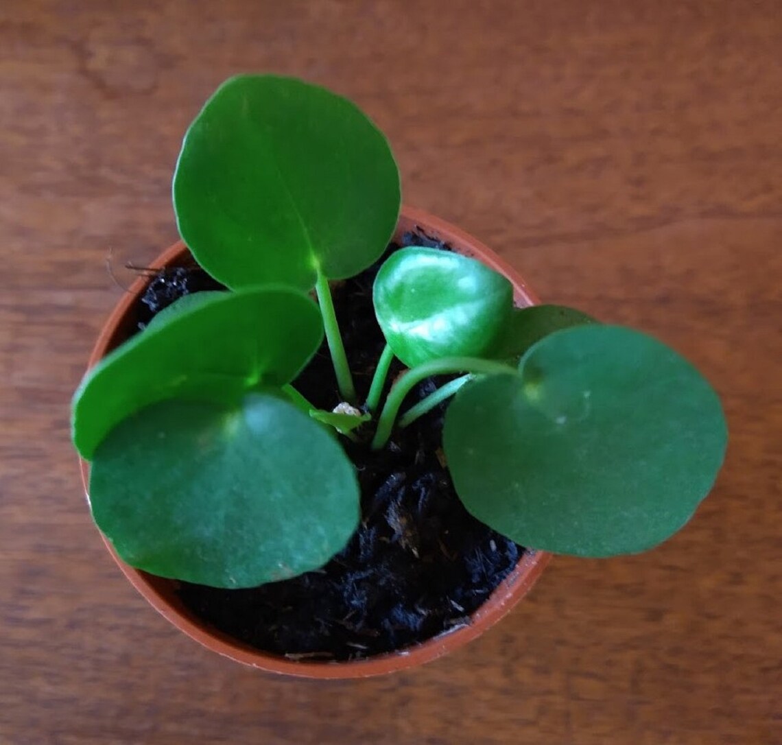 Pilea Peperomioides Chinese Money Plant UFO Plant Easy Etsy