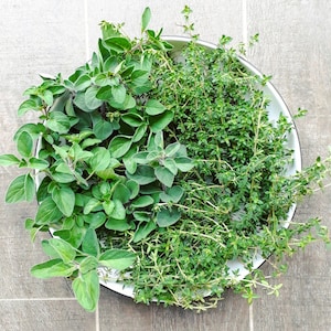 May include: A white bowl filled with fresh green oregano and thyme herbs.