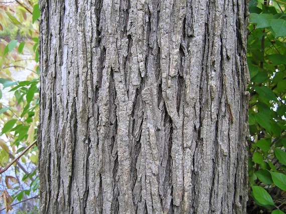 Slippery elm bark