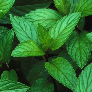 May include: Close-up of a lush green patch of mint leaves. The leaves are vibrant and have a fresh, dewy appearance.