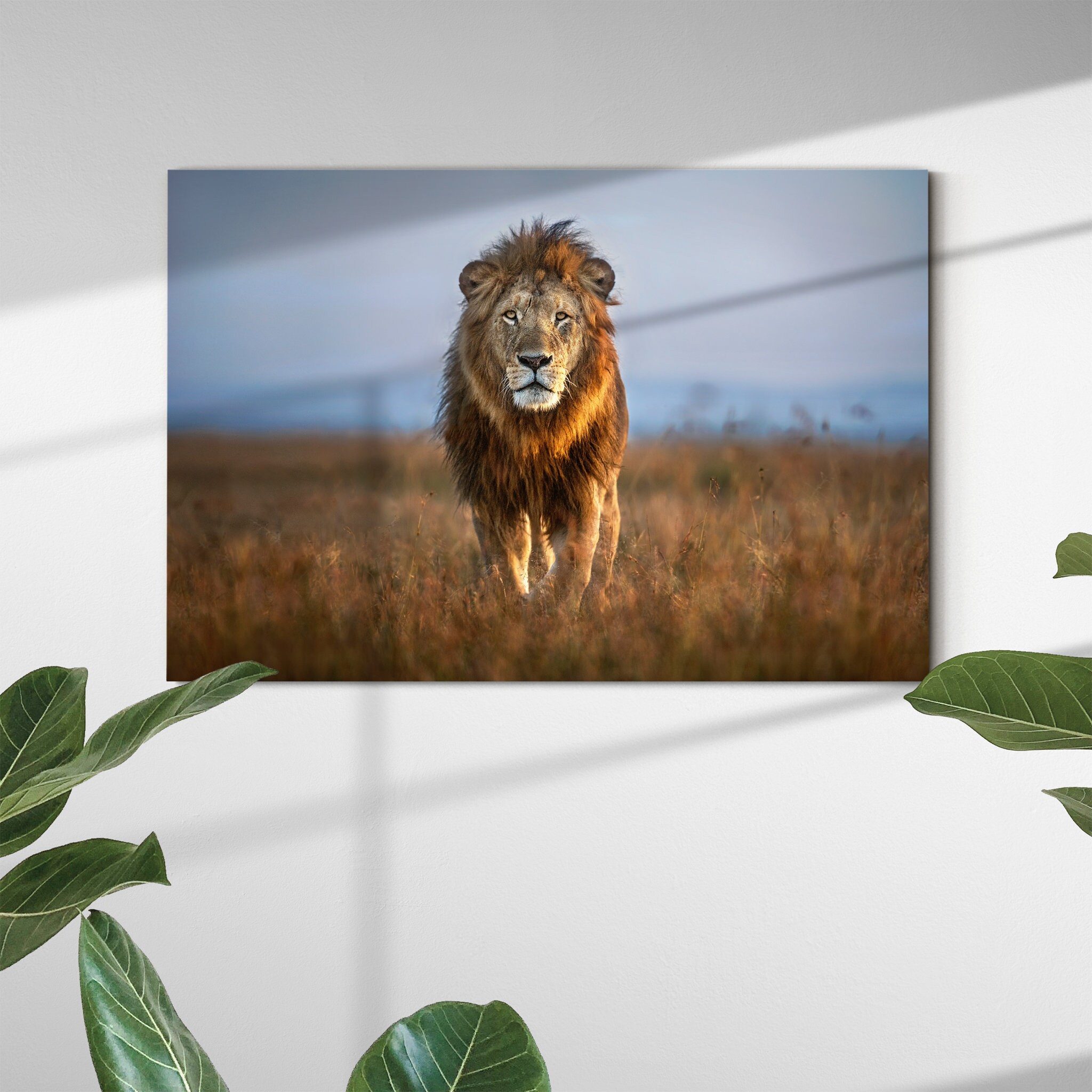 Lion Close Up Canvas Art Mural - Toile de Lion Detroit Lions Wall Art