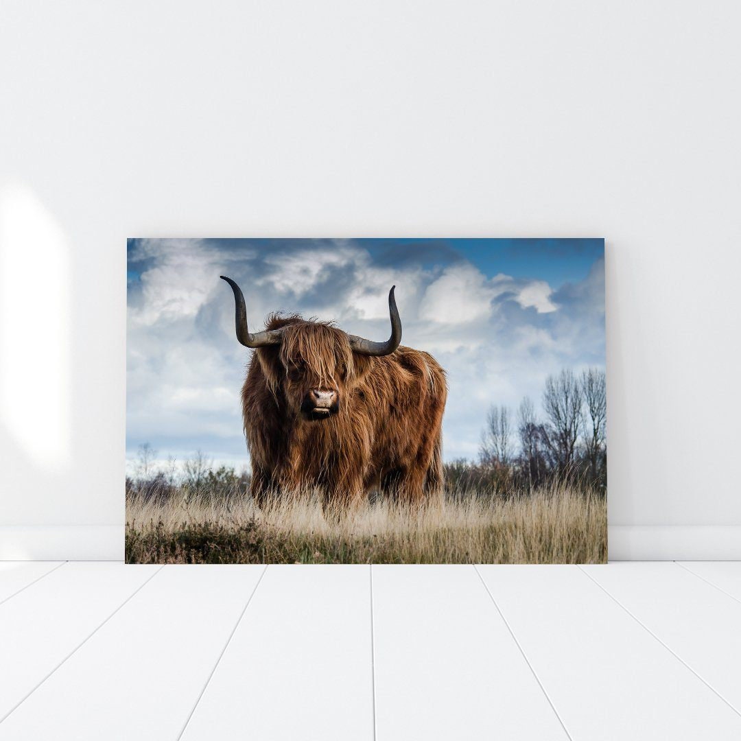 Muskox - Art Mural Paysager, Estampes Marines et Impression Paysage. Impression Océan Livraison Grat