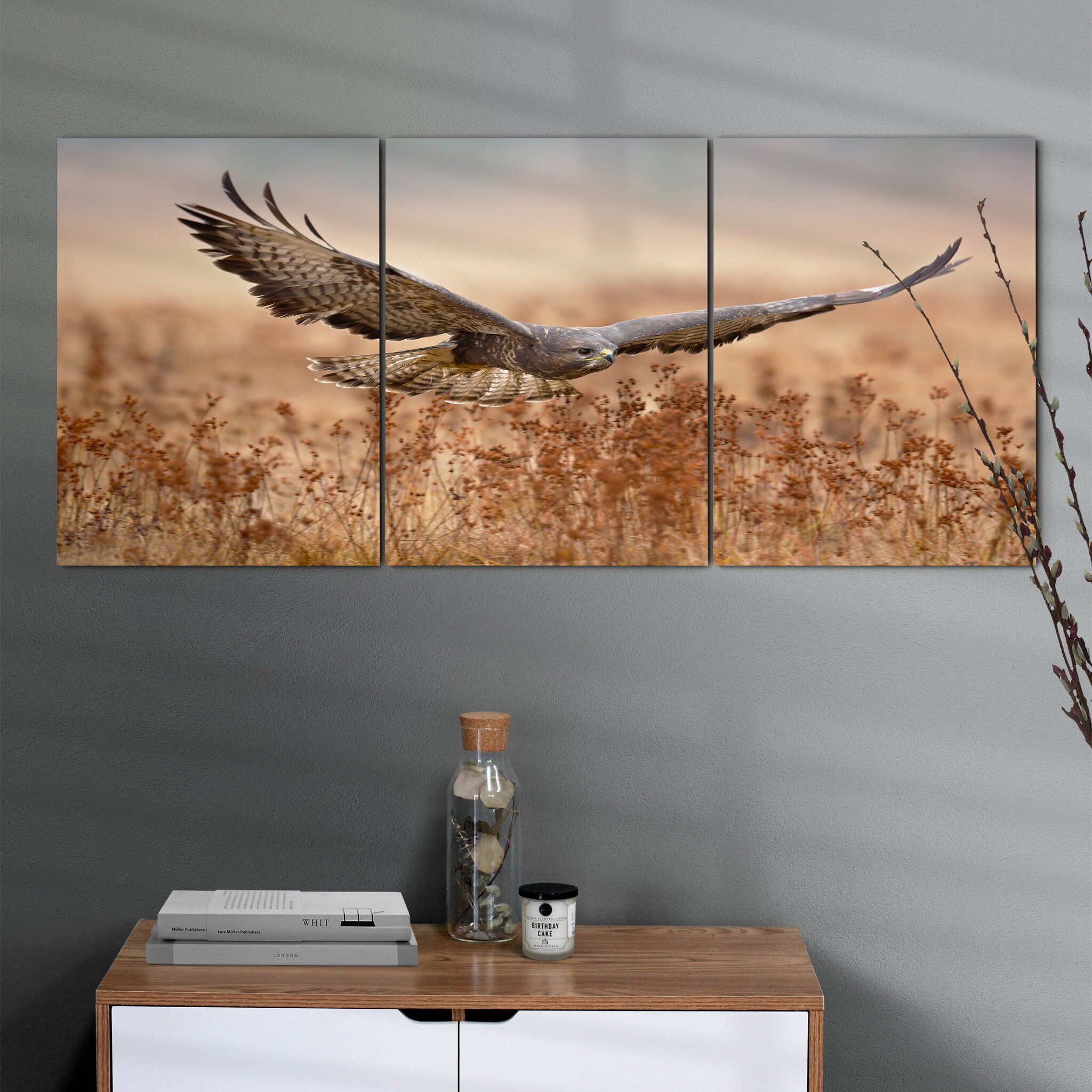 Buse Commune - Photographie d'oiseaux en Colère d'oiseaux