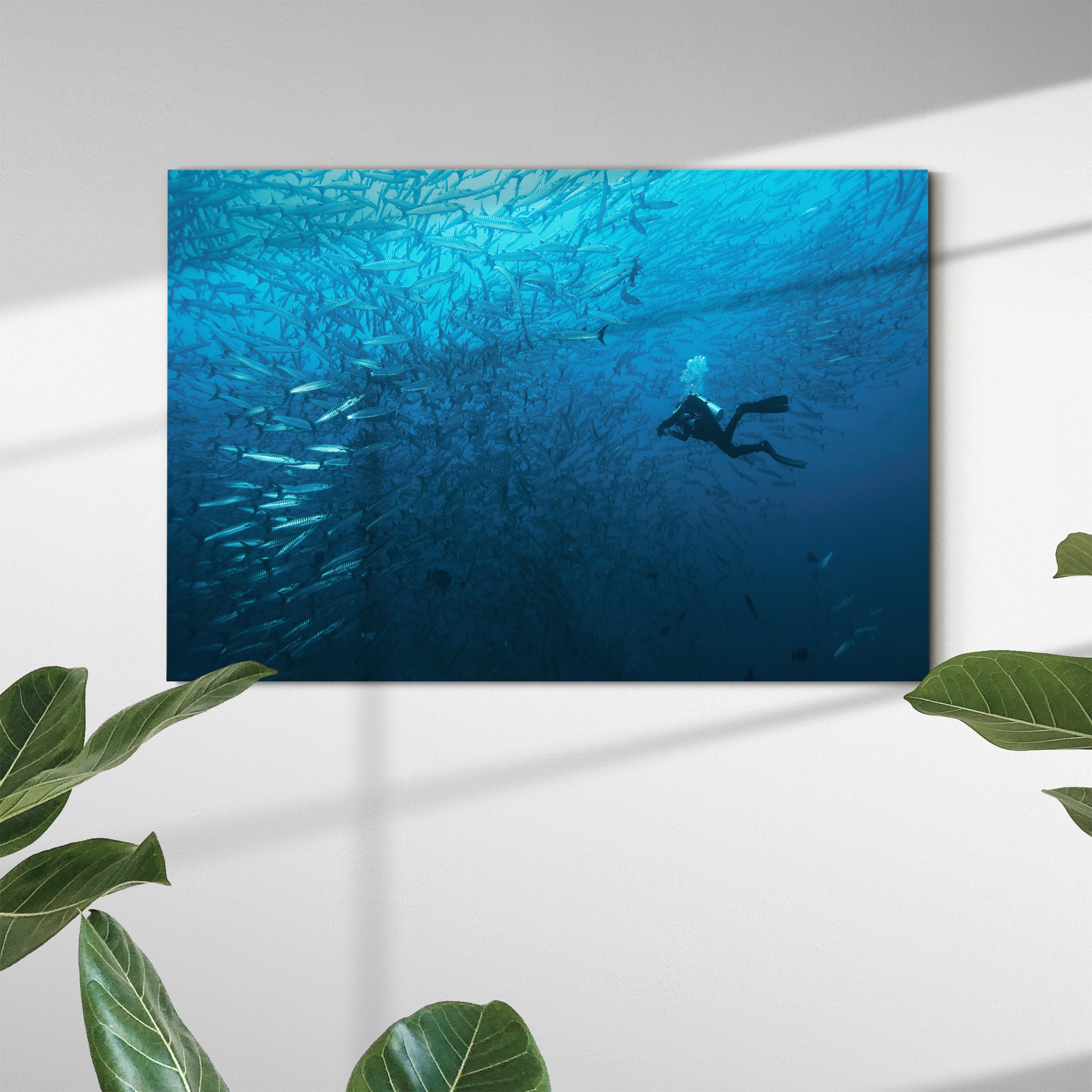 Dans Un Banc de Poissons Barracudas Art Mural sur Toile - Photographie Plongée Art Sous-Marin