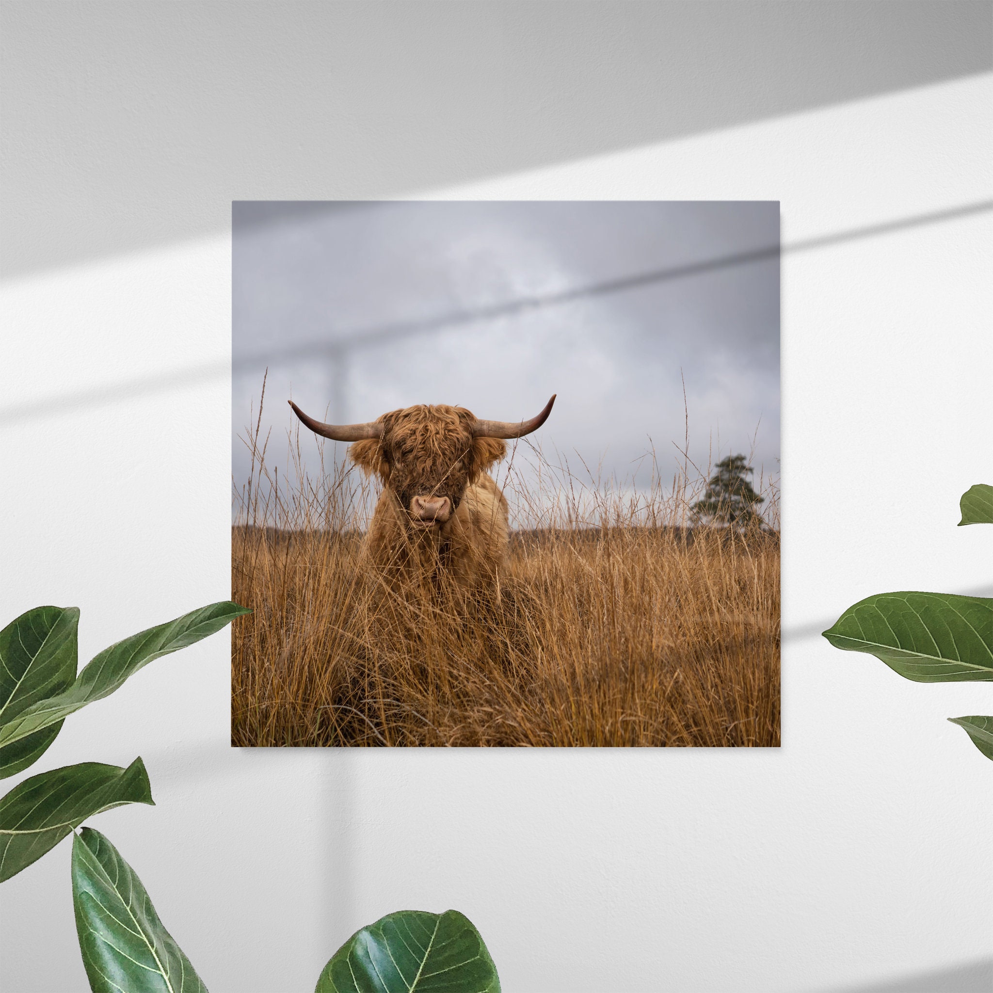 Ce N'était Pas Moi L'art Mural sur Toile - L'art de Vache La Photographie Vache