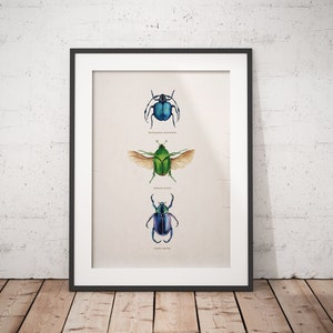 Vintage beetles illustration, A4 Beetles Bugs Entomology poster, Watercolour insects art, unique holiday gift, victorian print