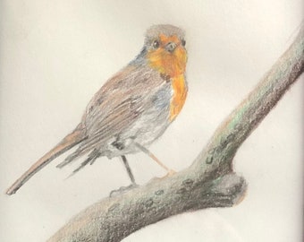 Robin, Colored Pencil Art