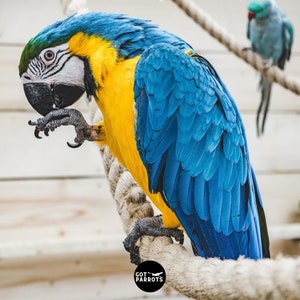 Op de afbeelding: Een blauwe en gele ara-papegaai met zwarte ogen die op een tak zit. De papegaai heeft een gele borst en blauwe vleugels en staartveren.