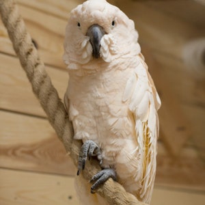 Wackelfigur mit Feder, Hüpffigur Schwingfigur Papagei Holz