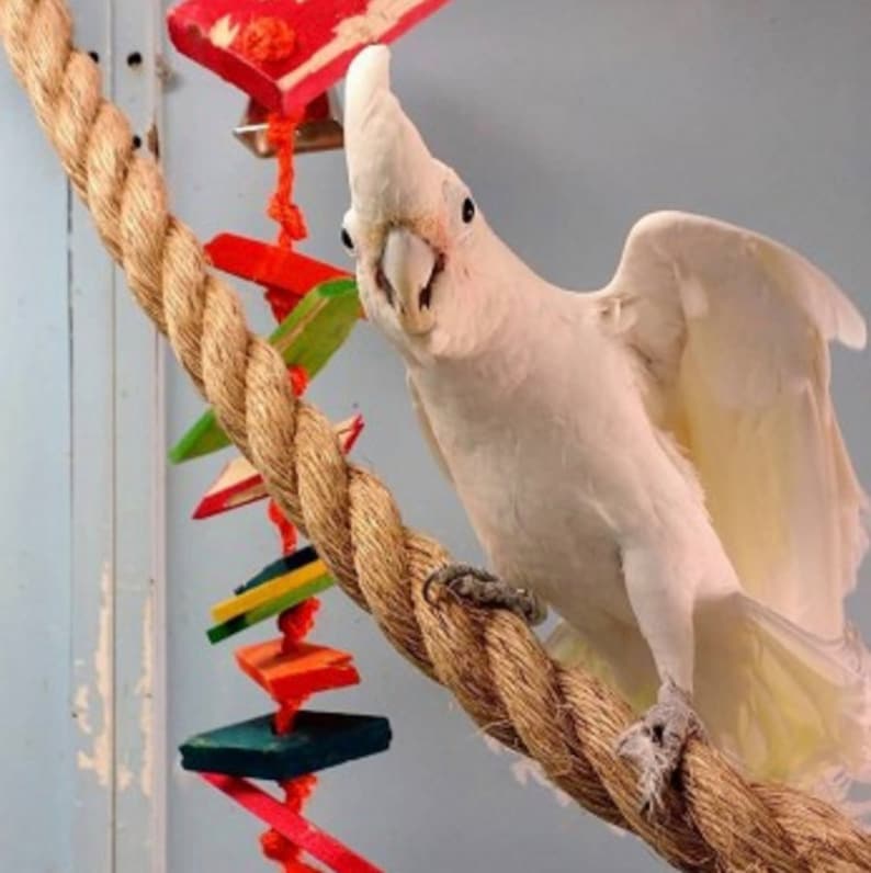BEST PARROT PERCH High Quality Natural Rope Perch Parrot Swing Perfect