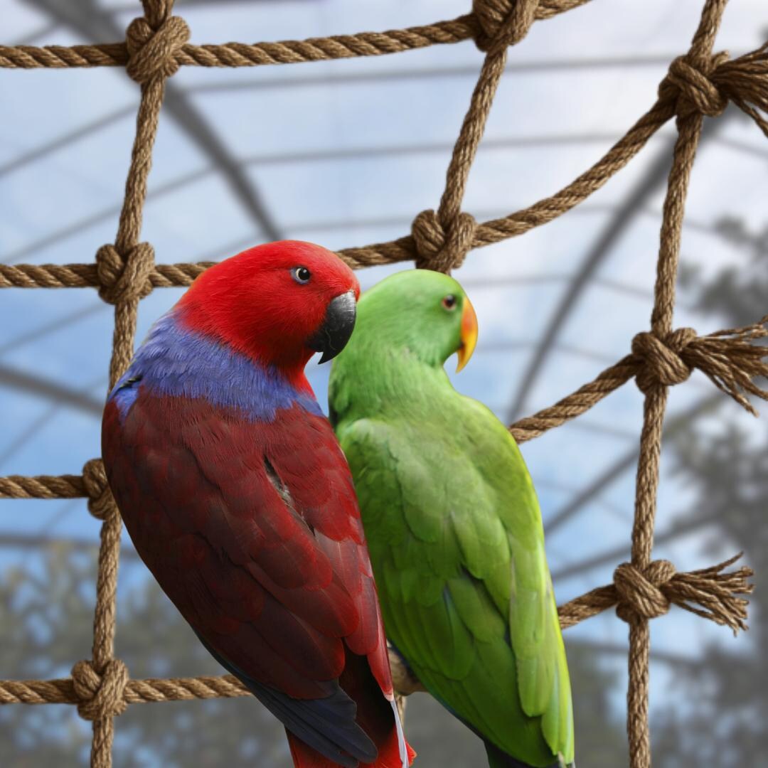 Photo inspiration: Utilizing Climbing Structures For Macaw Reference: Parrot Climbing Net High Quality Natural Bird Perch Climbing Ladder