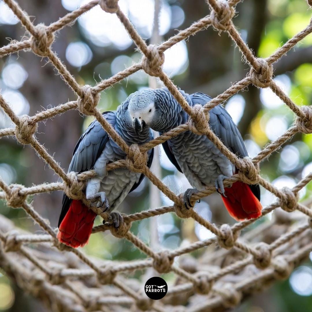 Parrot Net PARROT CLIMBING NET - High Quality Natural Bird Perch Climbing Ladder ...