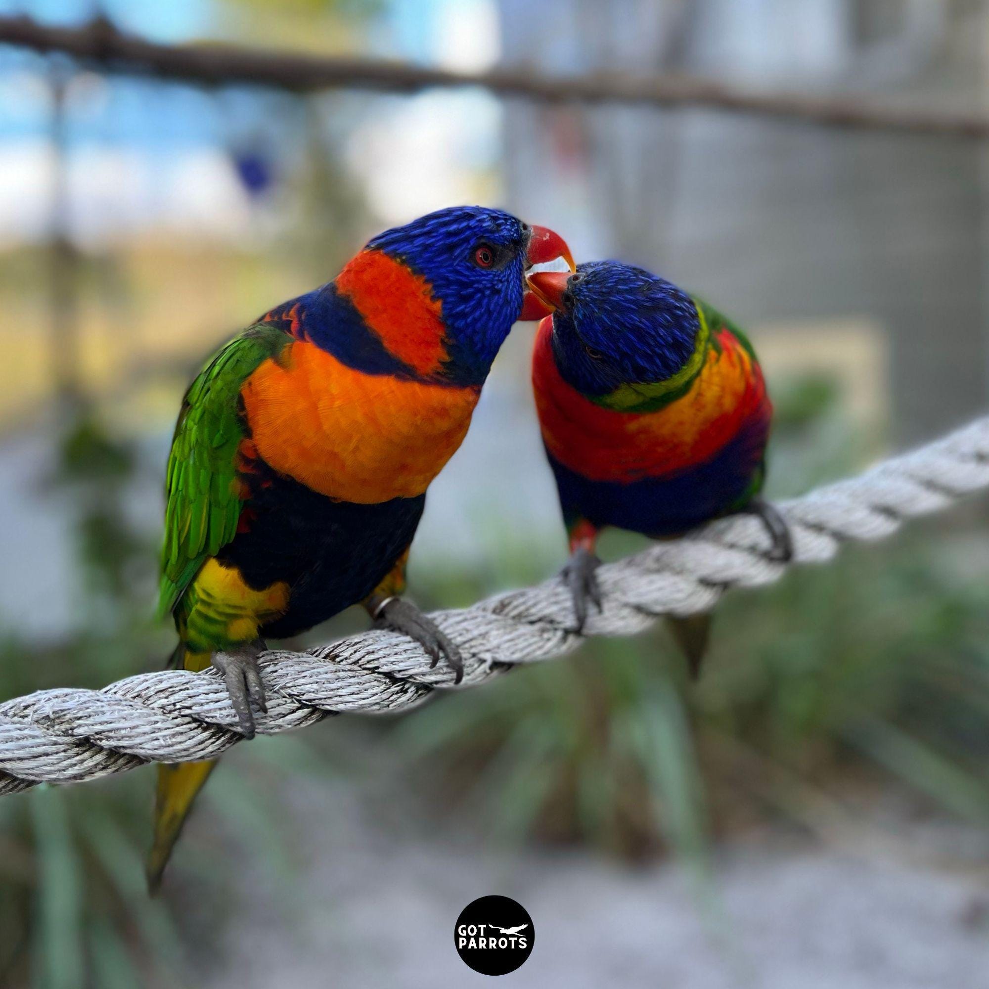 BEST PARROT PERCH! High Quality Natural Rope Perch Parrot Swing ...