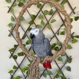 LARGE PARROT SWING | Durable Bird Rope Ring Play Perch | Ideal for African Greys, Macaws, Cockatoos | Fun & Interactive Parrot Toy