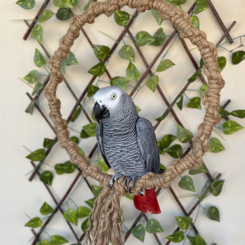 Photo inspiration: Macaw Custom Rope Perches Reference: Perches For Macaw